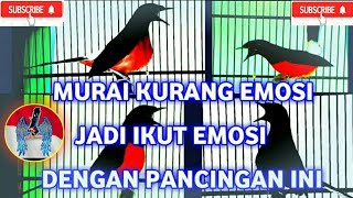Pancingan Murai Kurang Emosi ||👍 Murai Batu Borneo || Rumped Shama