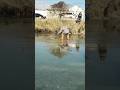 The process of squeezing a large fish out of an ice hole with a hook