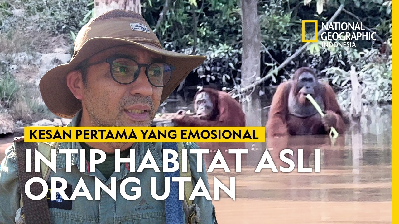 PETUALANGAN MENYUSURI HABITAT ASLI ORANG UTAN KALIMANTAN | NATIONAL GEOGRAPHIC INDONESIA