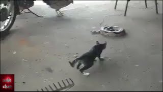 funny videos 2016 # Some crazy people and funny animals video