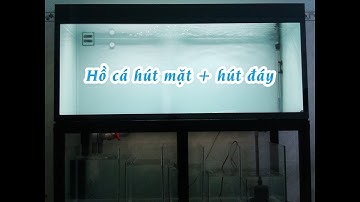 Hồ cá rồng 160cm hút mặt hút đáy | Hồ Cá Cảnh Dương