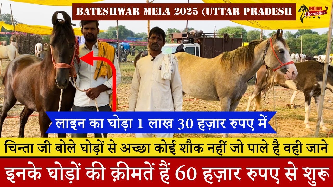 चिन्ता जी के घोड़ों की क़ीमत है 60 हज़ार शुरू लाइन का घोड़ा 1 लाख 30 हज़ार में Bateshwar Mela 2025