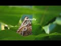 The Secret Life of Butterflies: More Than Just Beauty
