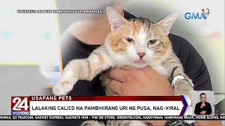 Lalaking calico na pambihirang uri ng pusa, nagviral | 24 Oras Weekend