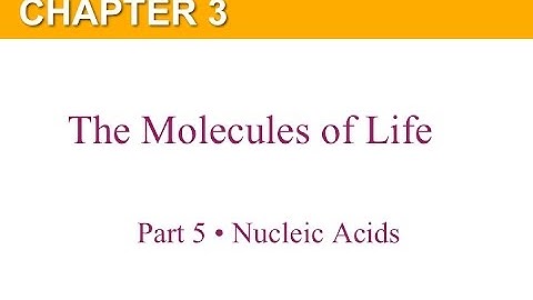 Chapter 3 Part 5 Nucleic Acids