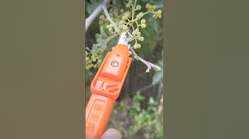 Simple tool for cutting tree trunks #simpletools #cuttingtree #trunks #shorts