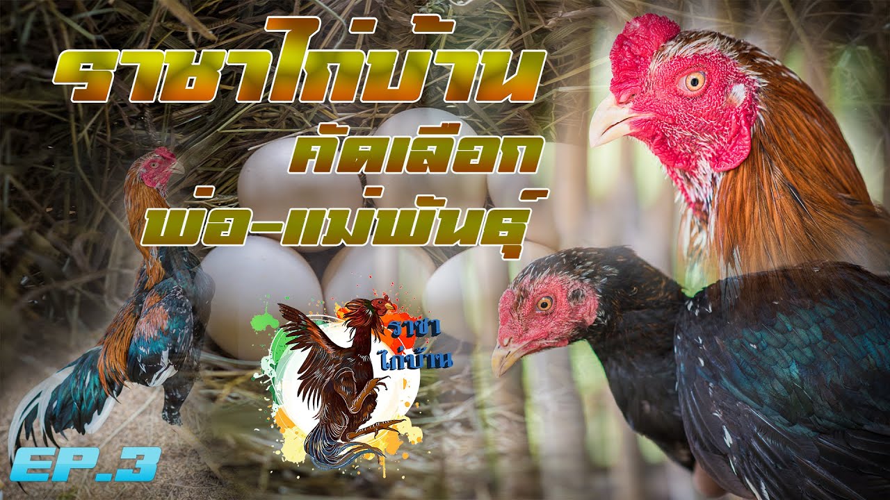 EP.3 การคัดเลือกพ่อแม่พันธุ์ไก่เหลืองหางขาว lll ราชาไก่บ้าน เหลืองหางขาวกบินทร์บุรี