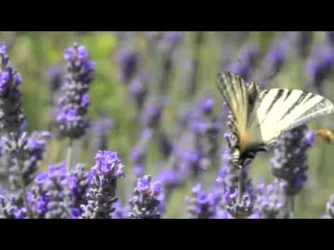 Butterflies in Tuscany, Italy - spinning around the world - YouTube