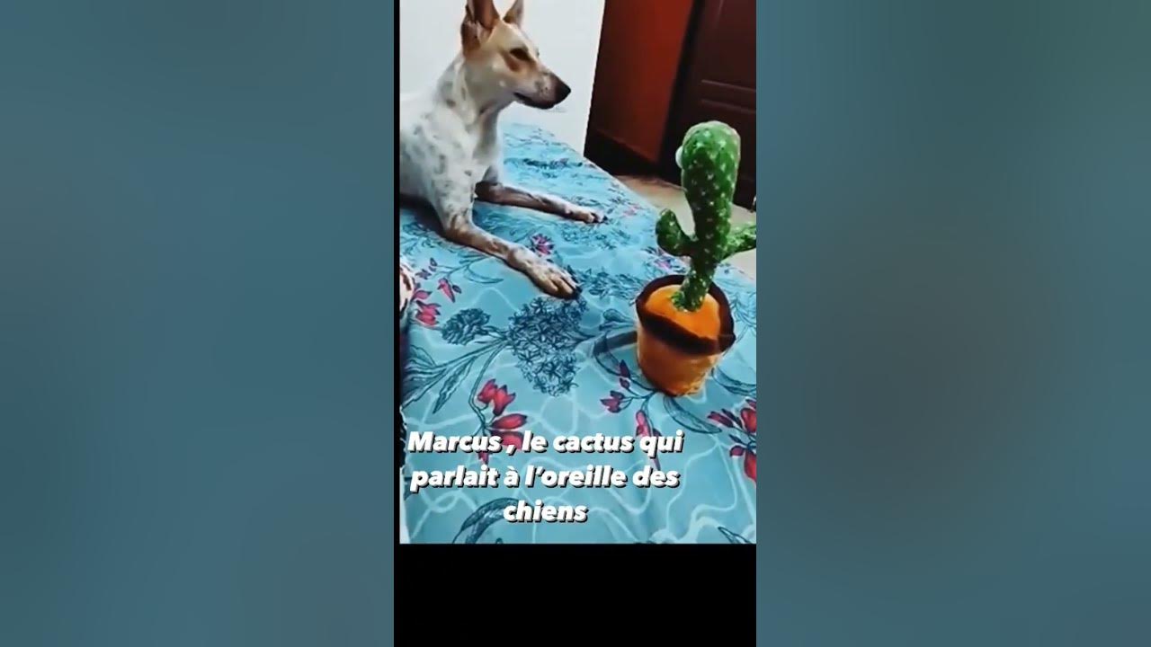 Marcus 🌵 , le cactus qui parlait à l'oreille des chiens !  🤣🤣🤣#marcuslecactus #marcuscactus #jouet 