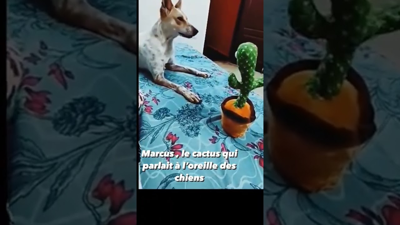 Marcus 🌵 , le cactus qui parlait à l'oreille des chiens !  🤣🤣🤣#marcuslecactus #marcuscactus #jouet 