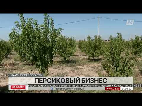 Видео: Выращивание персика Эльберта: как ухаживать за персиком Эльберта