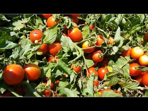 Tomato LALIN F1 Best open field tomato variety
