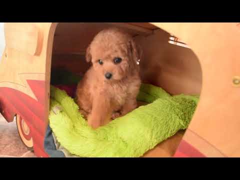 堺市のペットショップのトイプードルペットNo.241002の子犬動画サムネイル