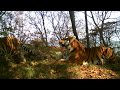 Тигры устроили фотосессию на «Земле леопарда» / Amur tigers play in Leopard Land National Park