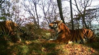 Тигры устроили фотосессию на «Земле леопарда» / Amur tigers play in Leopard Land National Park