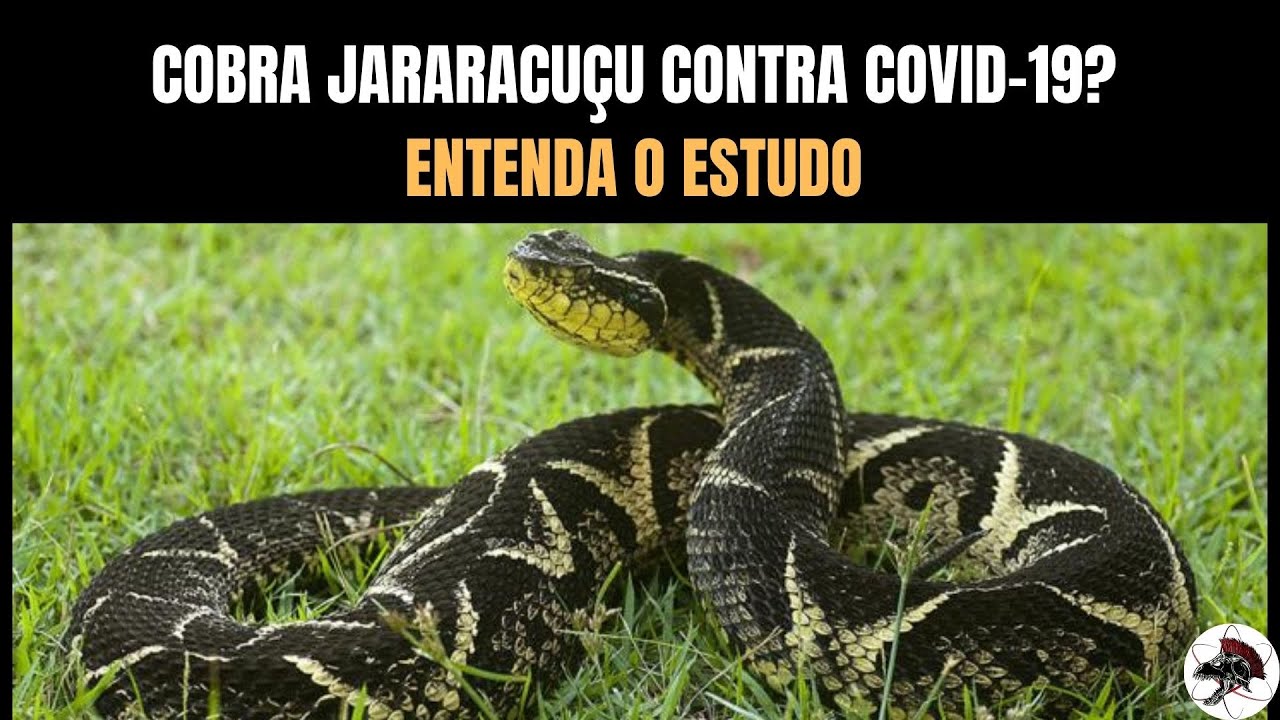 Cobra Jararacuçu contra Covid 19? | Bothrops jararacussu | Biólogo Henrique