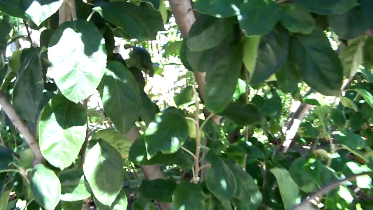 Apple Tree - YouTube
