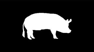 ITS NATIONAL PIG DAY!