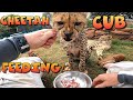 Cheetah Cubs First Wild Meal | Zebra Antelope Warthog Pigeon &amp; MOUSE! With Some Hand Feeding To Tame