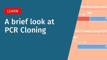 A Brief Look at PCR Cloning