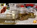 Como hacer aceite de eucalipto