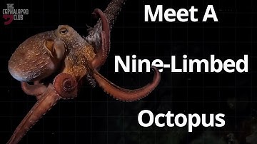 Nine-Limbed Octopus Adapts To Life Under The Sea