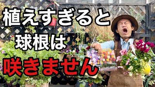 【本当ですか？】初心者でも上手に球根を咲かせる方法教えます　【カーメン君】