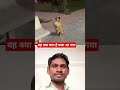 Dog doglover funny cute dance bhajan bholenath vlog duet 3danimition