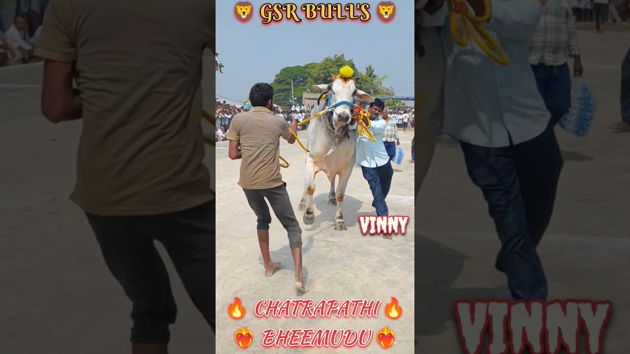 🦁 GSR BULL'S 🦁 GARIKIPATI SRIDHAR GARI (CHATRAPATHI 🔥 BHEEMUDU) JACKPOT  1st PLACE WINNER...2024 🥇🥇🥇