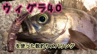 【メバリング】ウィグラで数釣りメバリング