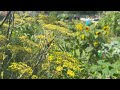 Bronze Fennel Plant Profile