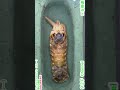 コーカサスオオカブトの孵化から羽化までを1分でまとめてみた