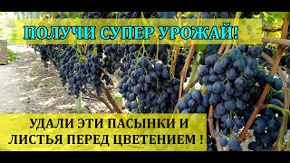 ПОЛУЧИ СУПЕР УРОЖАЙ! УДАЛИ ЭТИ ПАСЫНКИ И ЛИСТЬЯ ПЕРЕД ЦВЕТЕНИЕМ ВИНОГРАДА! P.S РОЗЫГРЫШ САЖЕНЦЕВ!