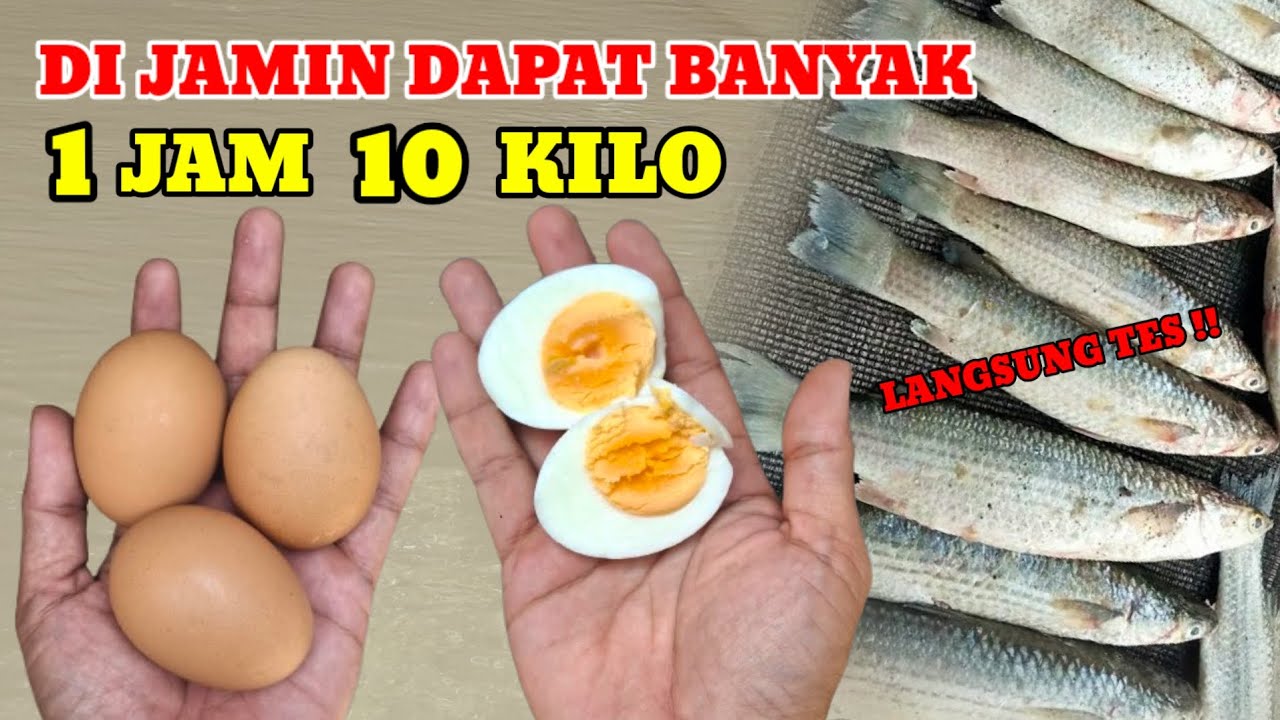 BUAT DAN LANGSUNG TES‼️UMPAN IKAN BELANAK