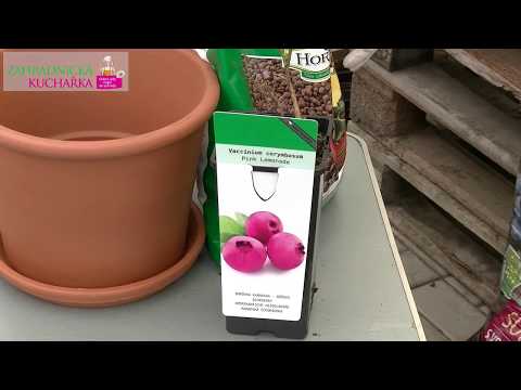 Video: Zóna 9 Borůvky: Výběr rostlin borůvek za horkého počasí