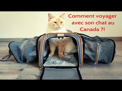 Vidéo: Comment Faire Un Passeport Pour Un Chat