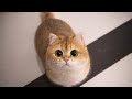 The Ultimate Try Not To Laugh – Cute Cats That Broke The Internet 😂”