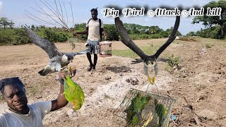 The Fastest Bird In The World Attack And Kill My Bird (Beze Hunting )