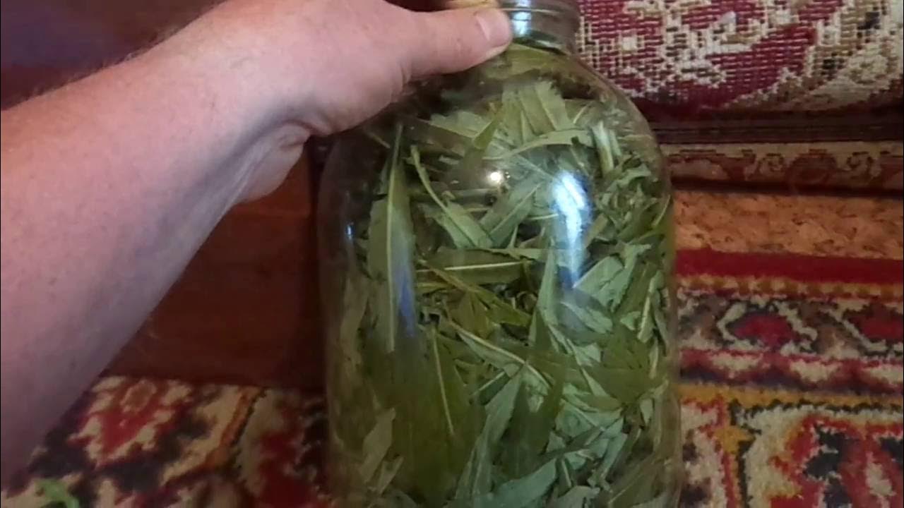 Иванчай способы заготовки ферментация. Иванчай способы заготовки ферментация. Иванчай способы заготовки ферментация. Иванчай способы заготовки ферментация. Иванчай способы заготовки ферментация.