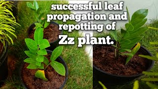 || SUCCESSFUL LEAF PROPAGATION AND REPOTTING OF Zz PLANT || Zamioculcas zamifolia.