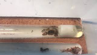 Camponotus Ca02 Undescribed Species