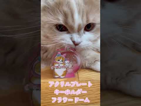 【ガシャポン】mofusand ✖︎サンリオのコラボガチャ#Shorts スコティッシュフォールド(ほてちゃん)