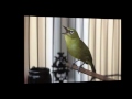 Masteran Burung Pleci Isian Kenari Gereja Tarung Cililin Ciblek Agar Pleci Ngerol Dan Nembak Mp3 - Mp4 Download