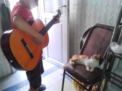 طفل يعزف للقط والقط يستمتع بالموسيقا