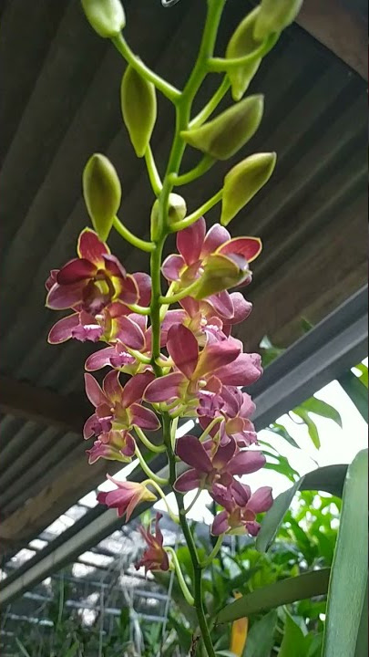 Anggrek Dendrobium Bertachong