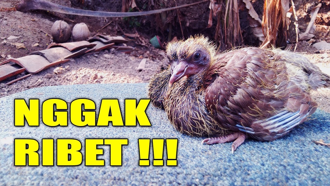 MELOLOH PIYIKAN BURUNG MERPATI DENGAN MUDAH # MERPATIKU