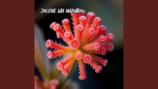 Coralis Feather Bloom