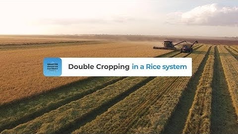 Double Cropping in a Rice system