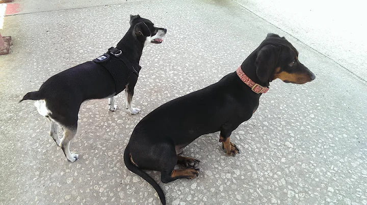Dog Cousins