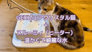 自動給水器&ヒーター温度検証　GEXピュアクリスタル猫&ヌルーミィ　マンチカン子猫　生後5ヶ月